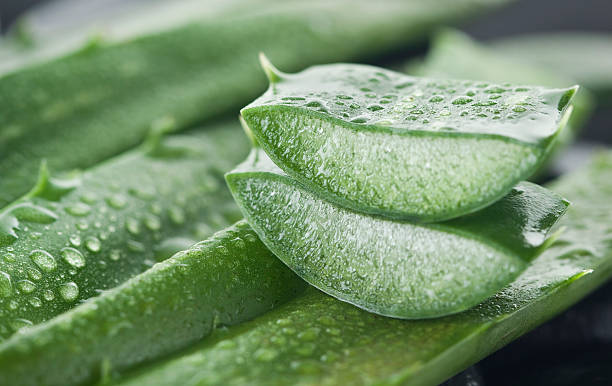 Aloe Vera: An Effective Aid for Reducing Acne Scars