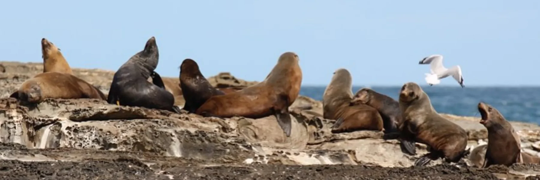 Seals on the Great Ocean Road