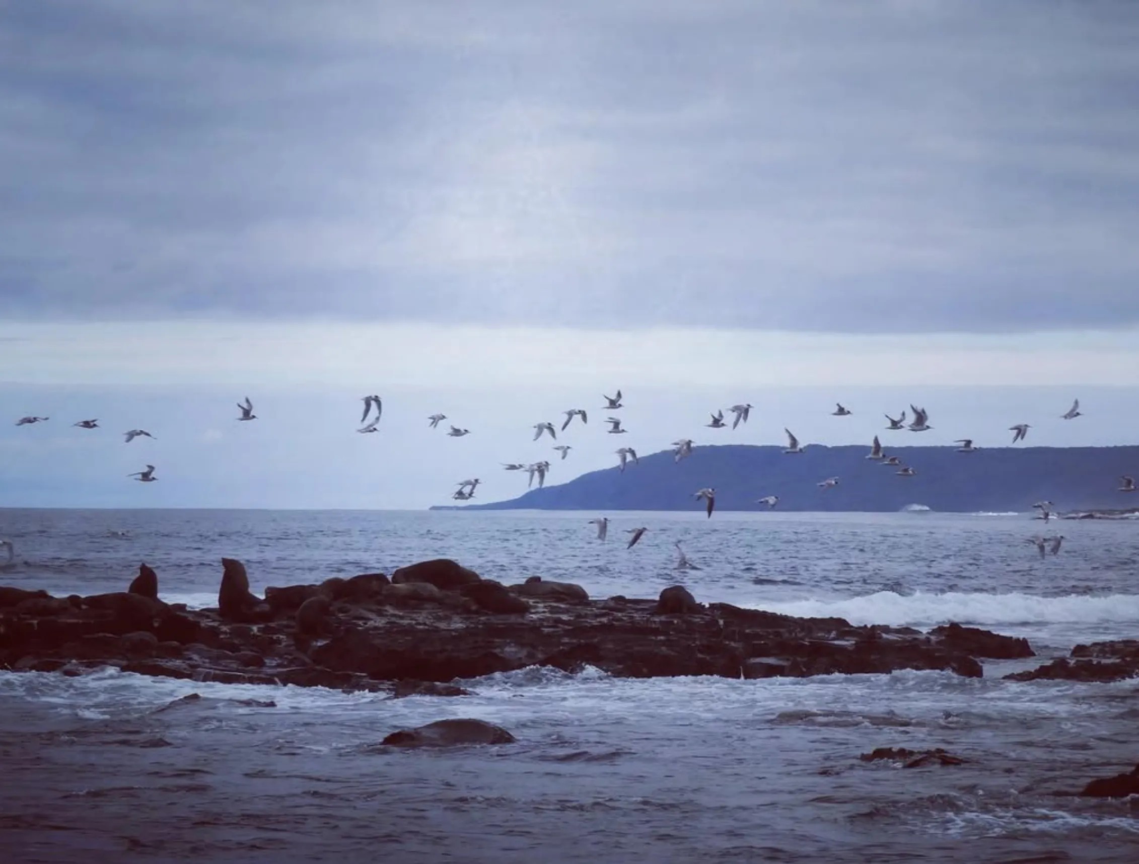 fur seals
